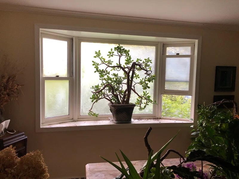 Old wood windows aren't energy efficient